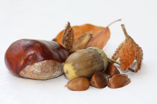 Beech nuts, chestnut and acorn with an autumn colored leaf