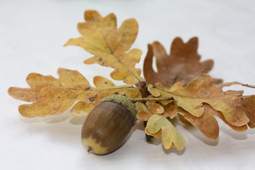 An acorn on oak leaves, autumn still life