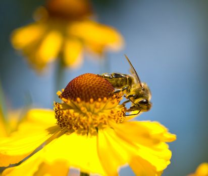 close-up a small bee on the yellow flower