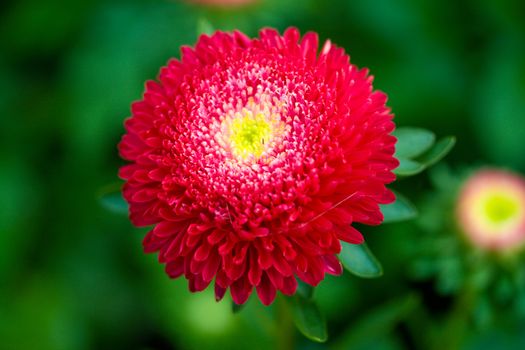 red aster on green grass background