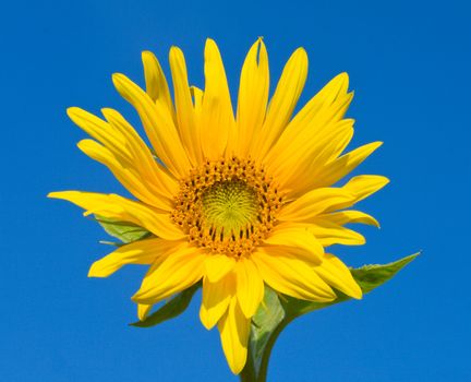 sunflower over blue sky