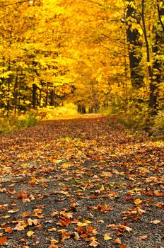 Trail through group of colorful trees in autumn park