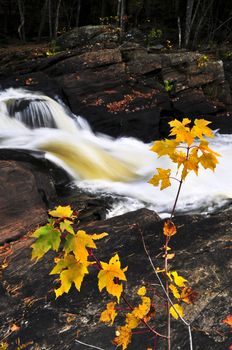 Forest river in the fall. Algonquin provincial park, Canada.