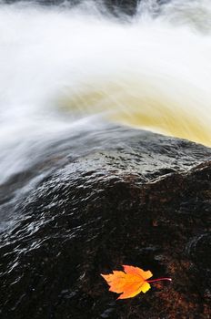 White water river with floating fall maple leaf