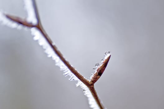 frozen water on a branch