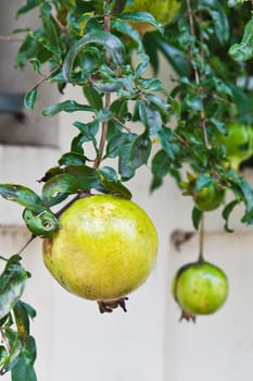 fruit,Pomegranate green on tree