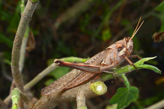 A large grasshopper on a recently cut branch