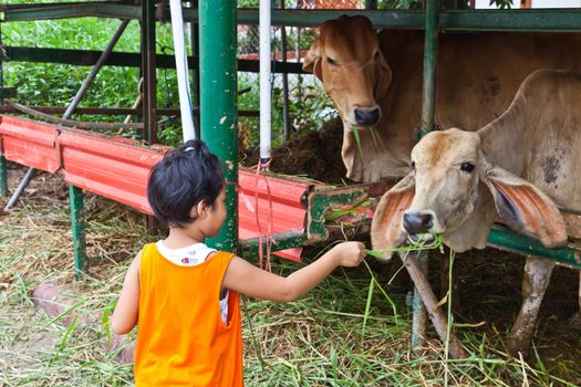 young girl send fresh grass to cow for feeding