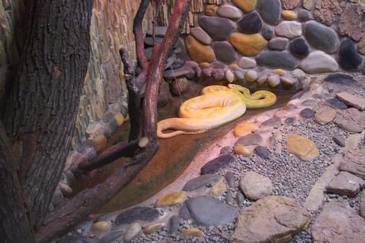 python - albino from forest of the South America