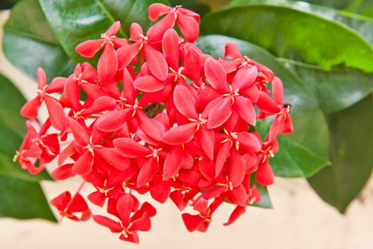 Red Ixora flower