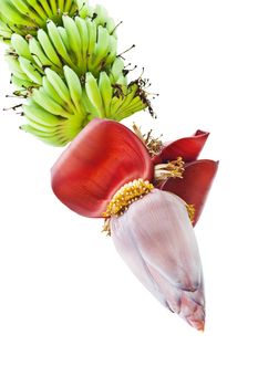 Banana Flower, and bunch in Agriculture and plantation