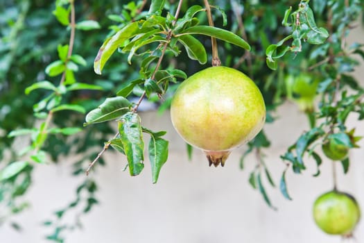 fruit,Pomegranate green on tree