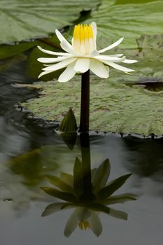 A single water lilly with reflection in the water
