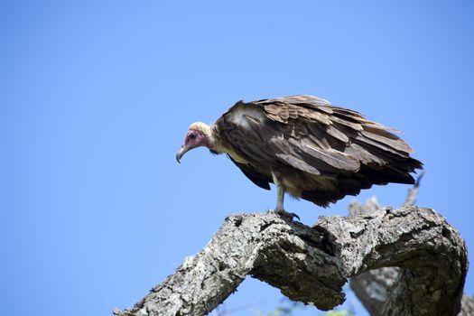 Vulture sitting high up on the branch of a tree