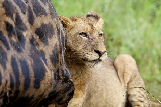 Female lion laying next to a giraffe carcass