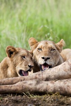 Two female lions laying next to a giraffe carcass