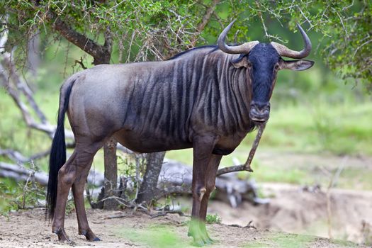 Blue wildebeest photographed in the African bush