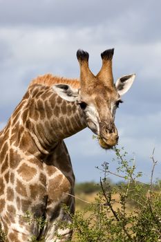 Adult Giraffe feeding in the African bush