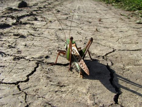 Grasshopper, going on a long journey, sitting on the cracked ground.