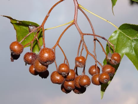 Sorbus torminalis, the fruit of crane