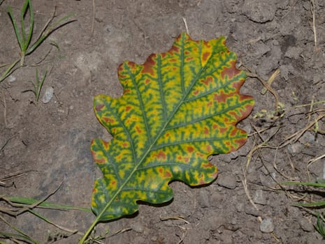the colour oak leaf on the way