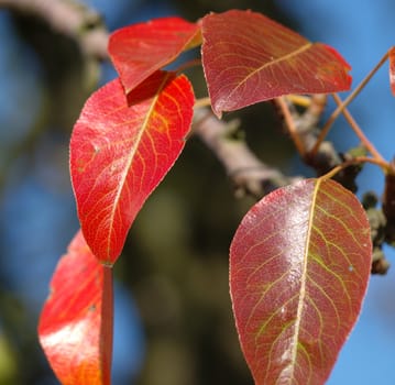 red leaves on the autumn pear