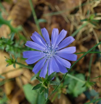 Cichorium intybus, the flower, which root is using for production substitute of coffee