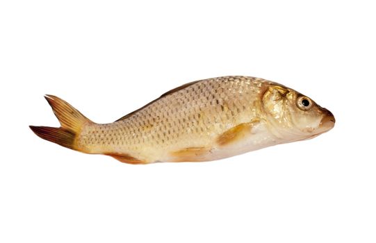 carp isolated on white background 