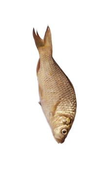 big carp isolated on white background 