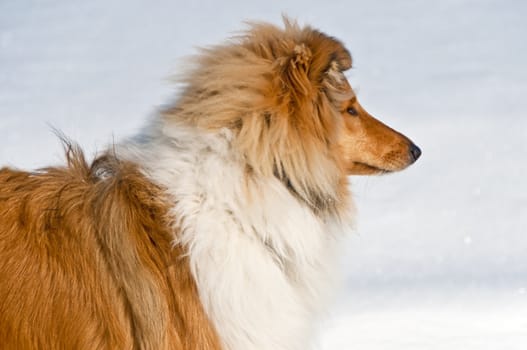 british collie dog with winter coat