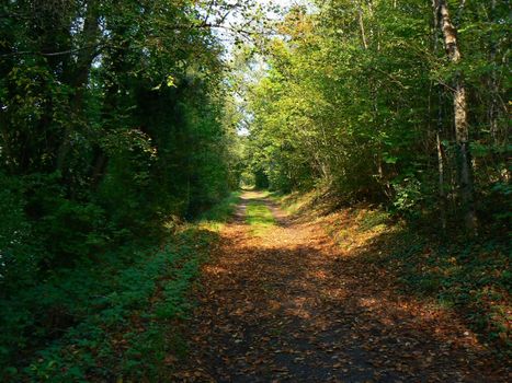 A forest with a long road and autumn colors