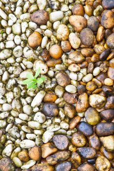 Small plant growth between stones river