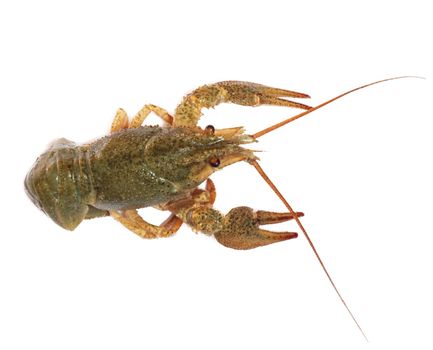  crawfish on white background 