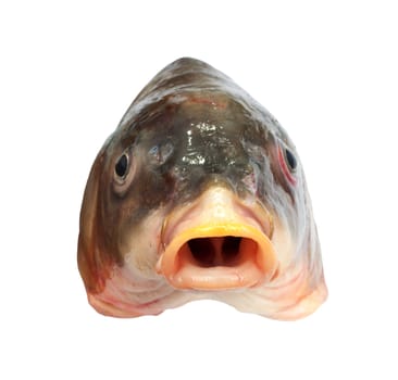 head of big carp 