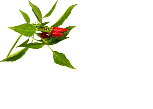 Little red hot Hawaiian Chile Peppers 
