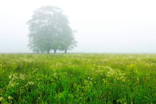 Foggy space in the middle of the morning in the lands