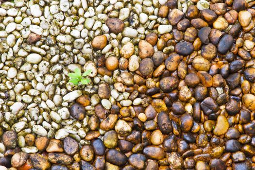 Small plant growth between stones river