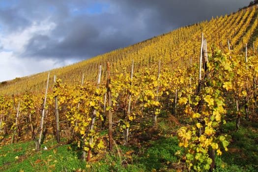 Vineyard in sunshine after the rain

