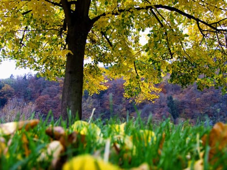 in autumn under a lime tree
