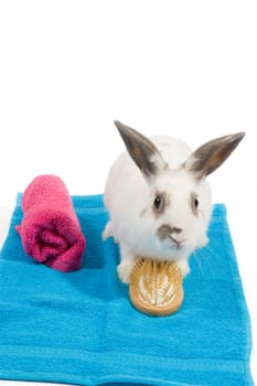 white rabbit is holding a brush on a blue towel