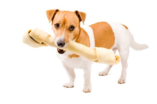 cute jack russel is holding a big bone isolated on white