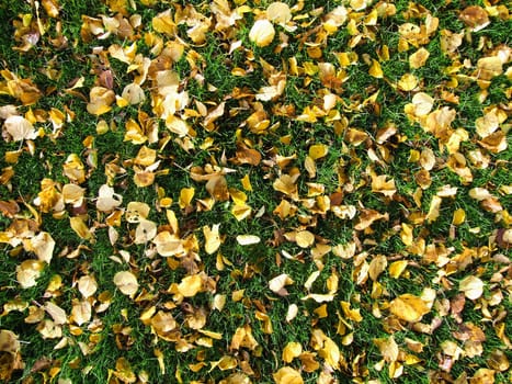 foliage in grass in autumn

