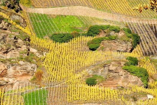 vineyards near Erden 
