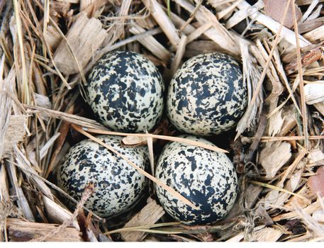 eggs in the nest of a Killdeer ( Chardrius vociferus ) on the ground
