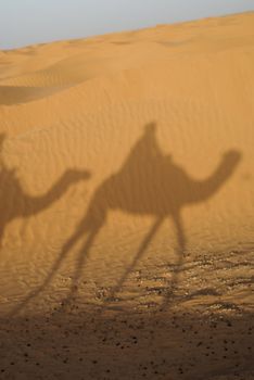 Dromedary in Sahara, Africa, Tunisia