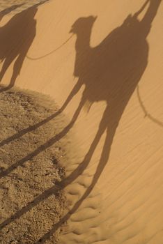 Dromedary in Sahara, Africa, Tunisia