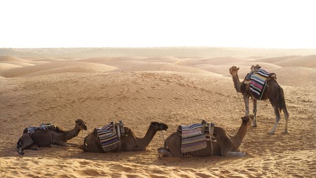 dromedary's in sahara, Africa, Tunisia