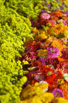 a row of different colorful flowers for sale at a local farmers marker