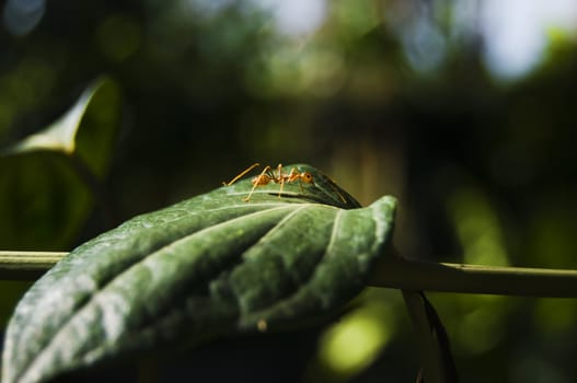 Lone red ant on leaf