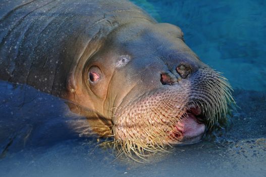 Portrait of a walrus (sea-lion) swimming in freezing water